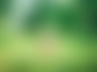 Duy trì lối sống và dinh dưỡng ra sao để mèo sống lâu?