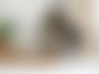 Mèo đi vệ sinh sai chỗ: Nguyên nhân và cách xử lý hiệu quả