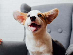 Lời khen và phần thưởng giúp ích gì trong việc dạy chó nghe lời?