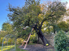 Ancient tree care Scotland
