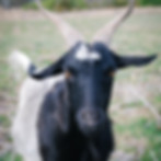 DSC_0009.jpeg