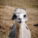 DSC_0020.jpeg