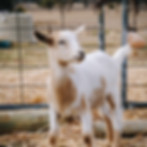DSC_0079.jpeg