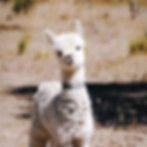 DSC_0270.jpeg
