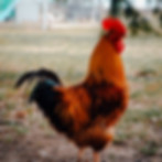 DSC_0036.jpeg