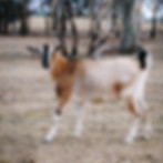 DSC_0082.jpeg