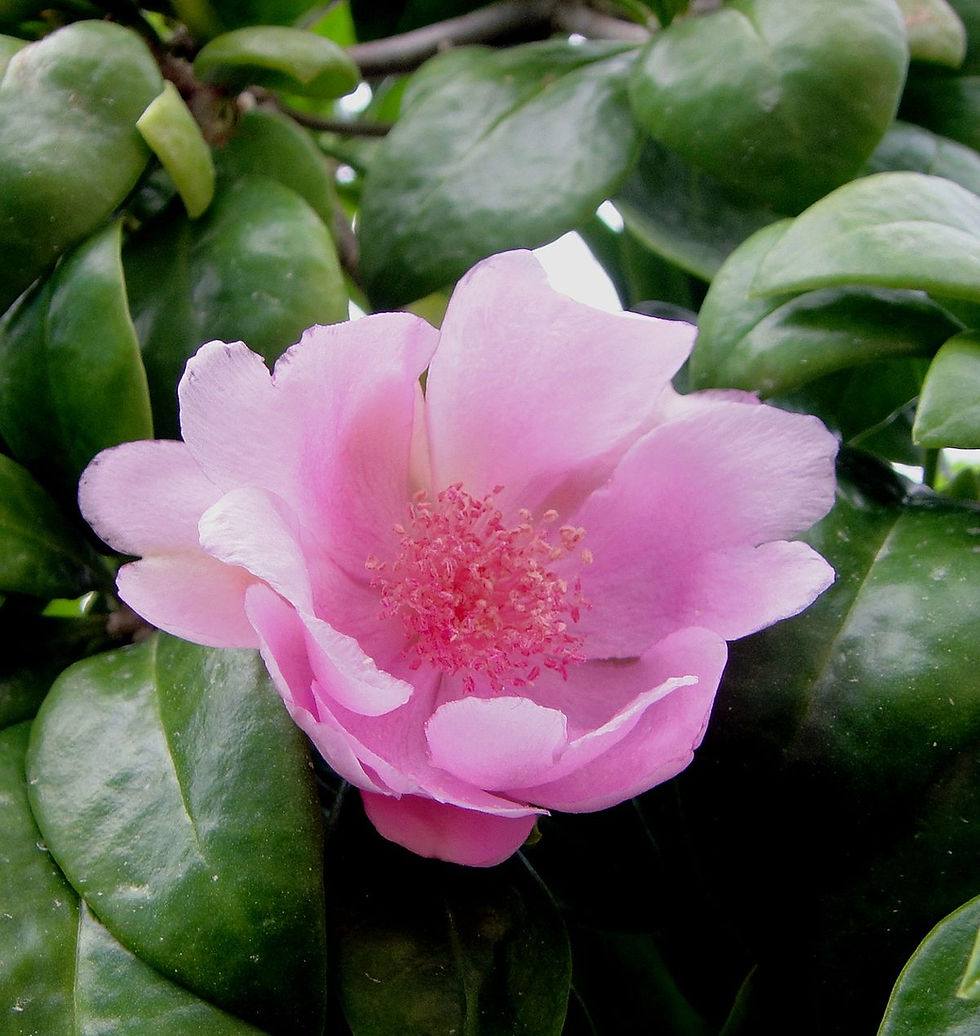 Thumbnail: The Bayahibe Rose