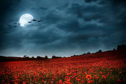 Under A Summerime Moon