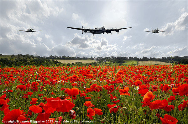 Lancaster Bomber over a Poppy Field. BBMF Poppies