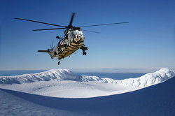 Arctic Tiger