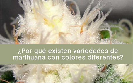 ¿Por qué existen variedades de marihuana con colores diferentes?