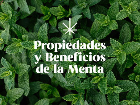 Las Propiedades y Beneficios de la Menta