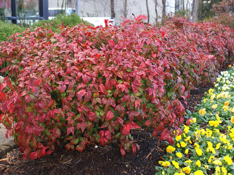 Nandina firepower- ნანდინა ფაიერპაუერ
