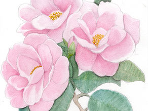 Coloring Rainbows watercolor painting (pink flowers)