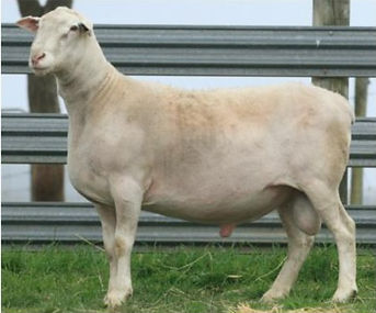 Elite sheepmaster ram Hercules