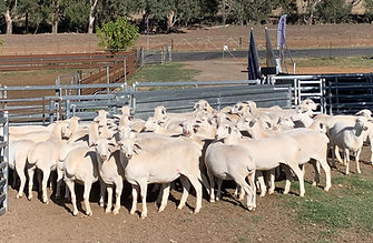 sheepmaster ewes