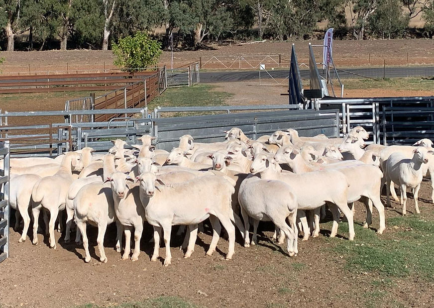 sheepmaster ewes