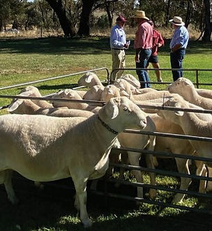 Sheepmaster sheeding rams