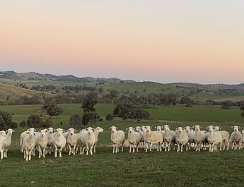 Ferny Hill SheepMaster flock