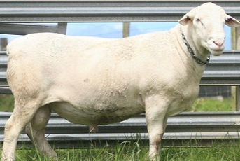 Apollo family ram