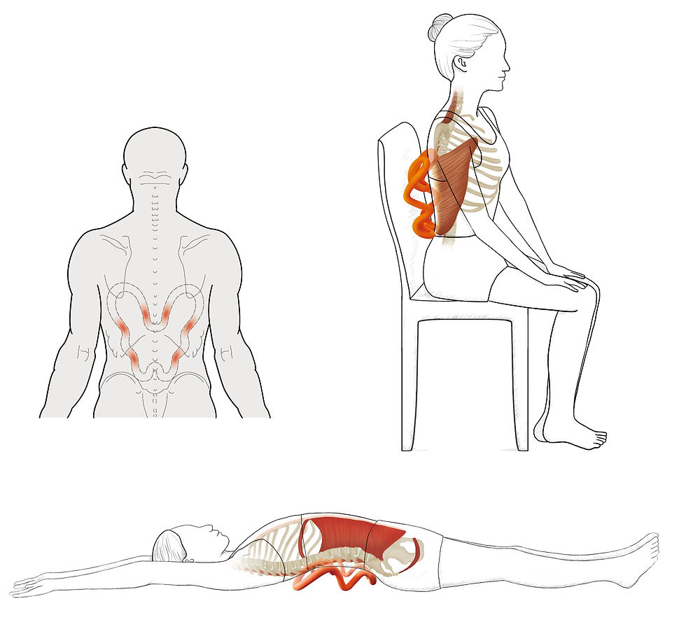 latissimus dorsi