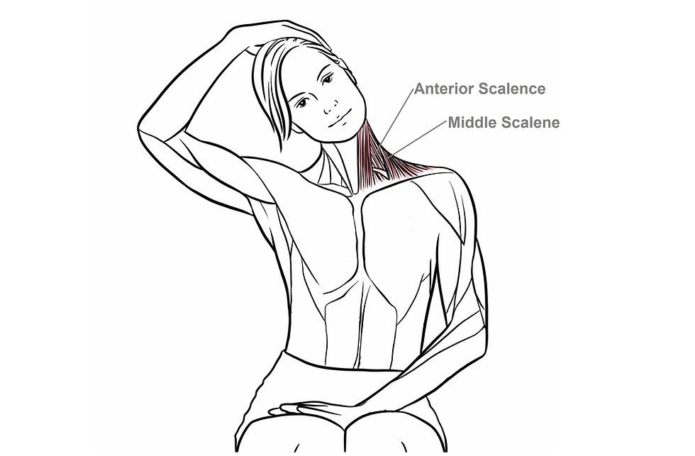 How To Release Scalene Muscle At Home How To Release Scalene Muscle At Home