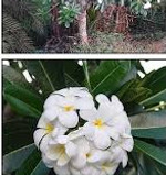 "Philippine Native Plants"