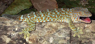 "Philippine Native Animals"