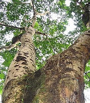 "Philippine Native Plants"