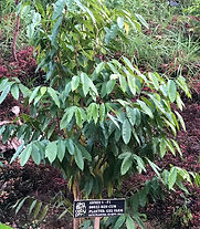 "Philippine Native Plants"
