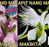 "Philippine Native Plants"
