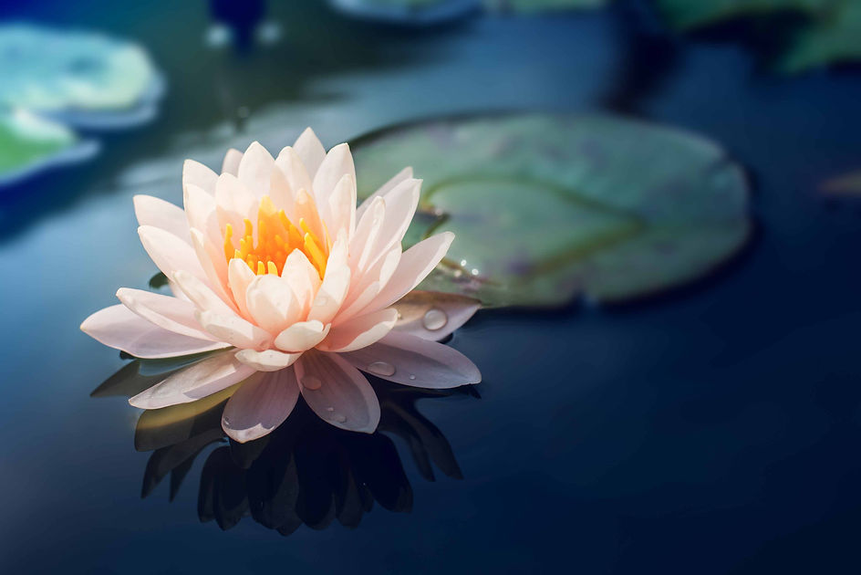 Lotus Blue_adobestock_66821787.jpeg