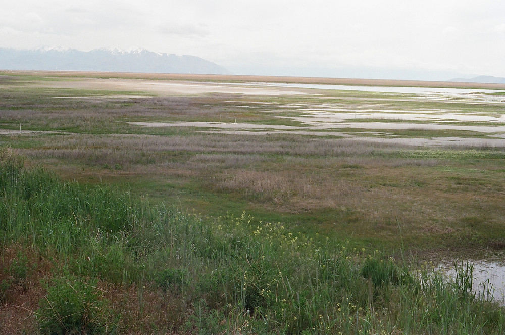 Farmington Bay Bird Refuge