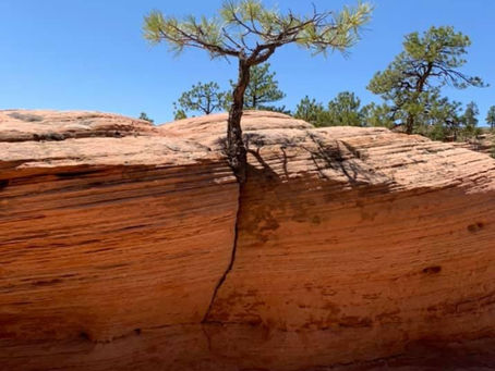 The Power of Tenacity in Mental Health and Personal Growth