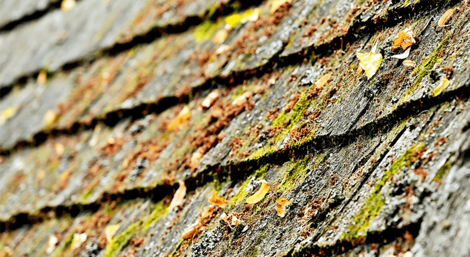 Mold, Mildew and Moss: Identification and Prevention on Cedar Roofs