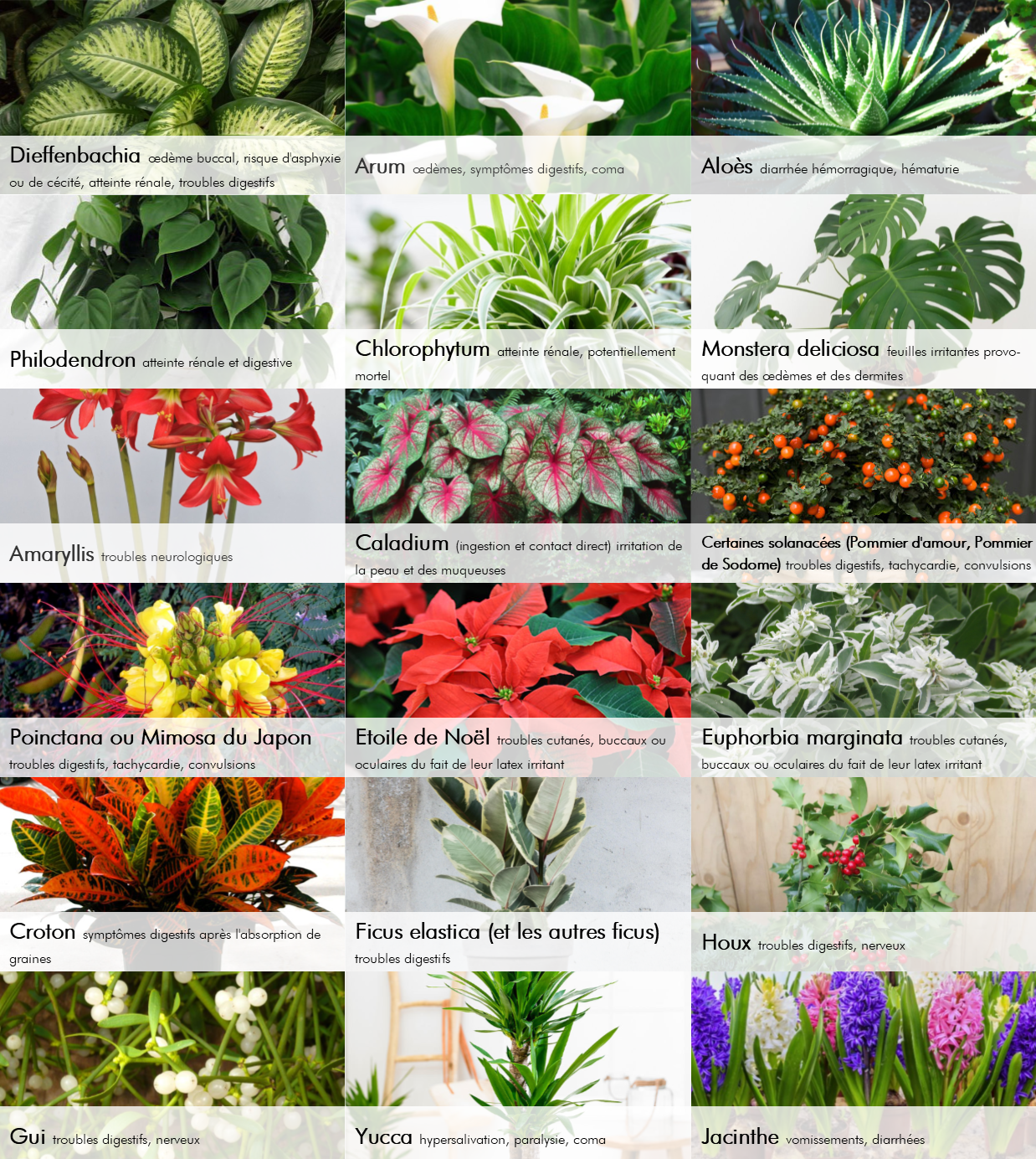 Plantes toxiques pour les chats - Cats of Atlas