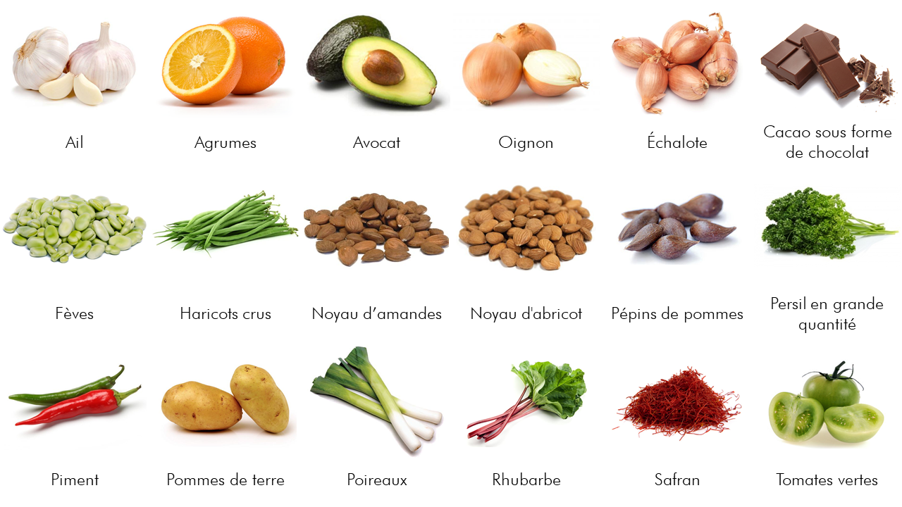 Aliments toxiques pour les chats - Cats of Atlas