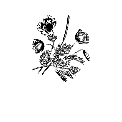 hannah%20lu%20florals%20(2)_edited.png