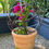 Thumbnail: Muli Ring Topiary Ball (H) - 12mm FlatBar Steel