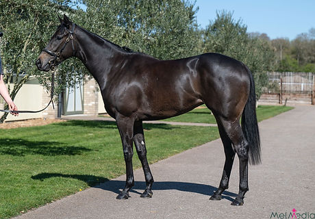 WhatsApp Image 2025-04-16 at 09.18.58 (2).jpeg