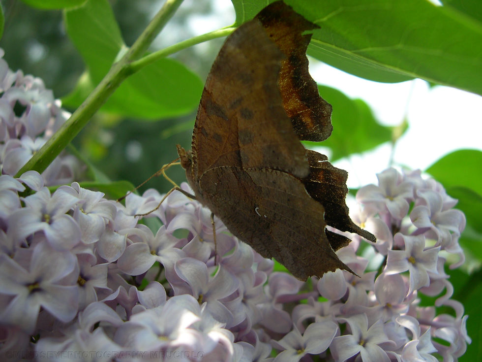 april222012 051