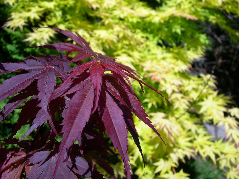 april272012 027