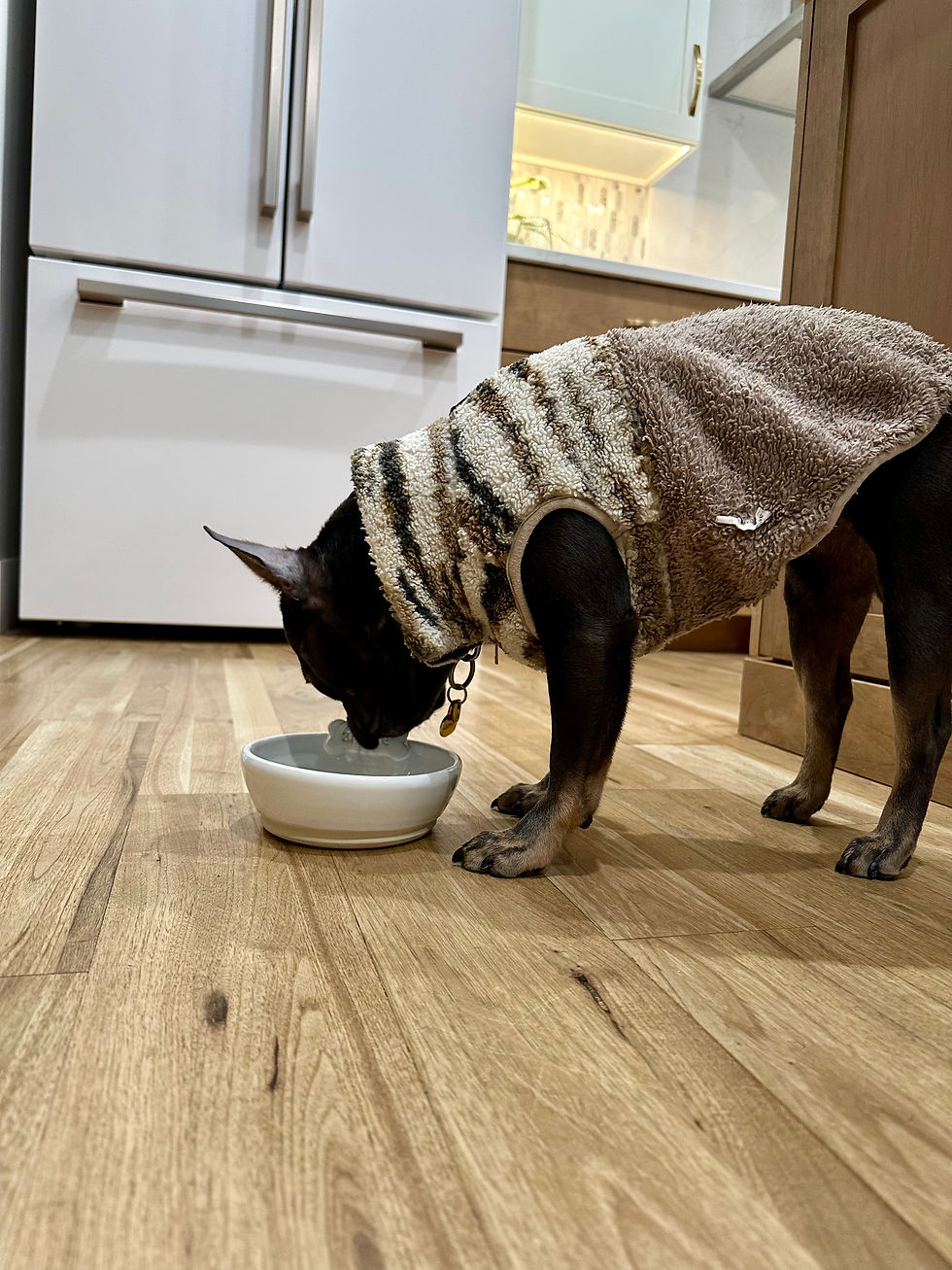 Thumbnail: Custom Dog Bowl