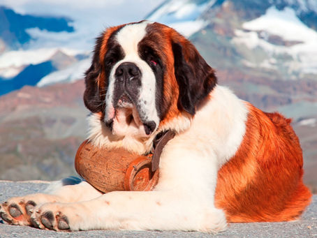 Chien dans la culture