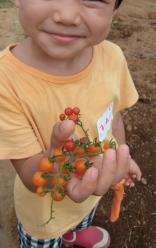 マイクロプチトマト