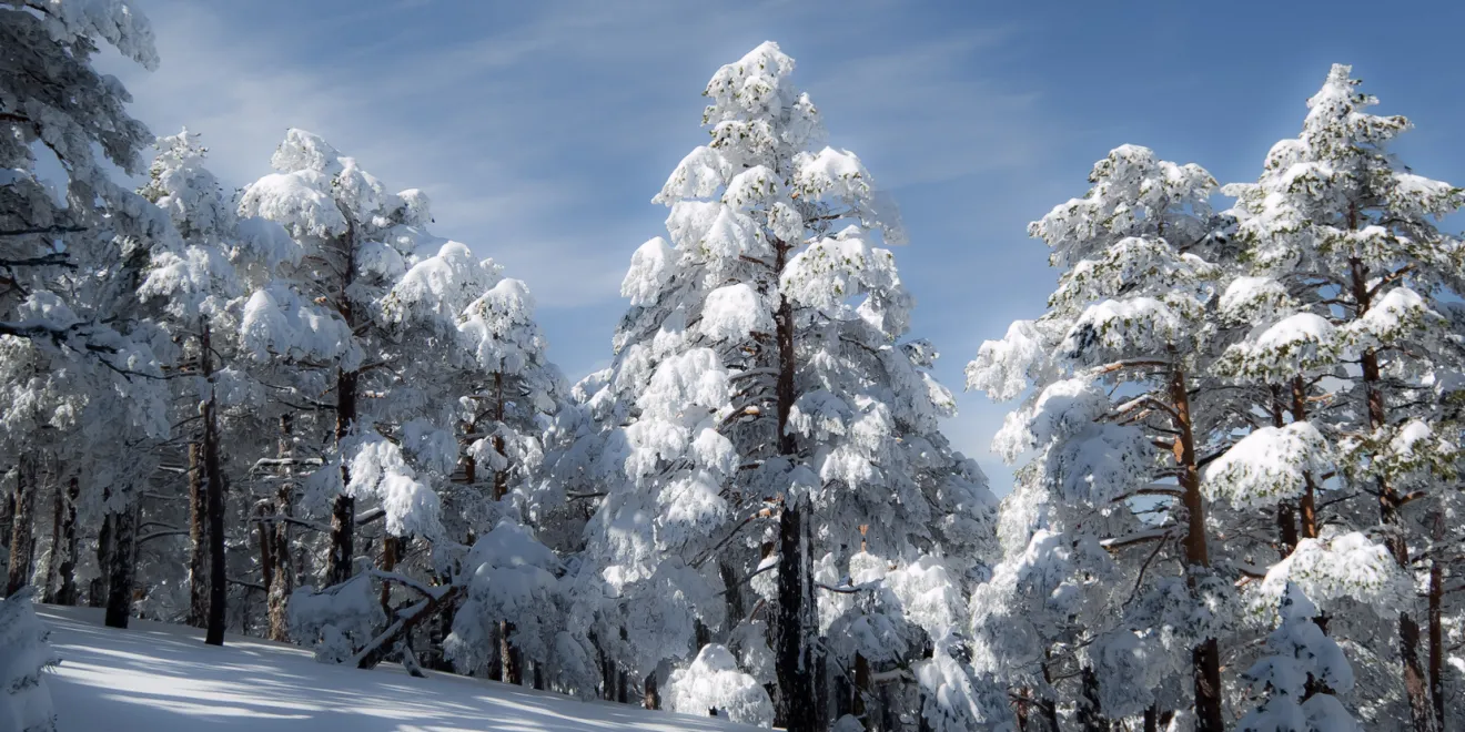 Pinares nevados en Valsain