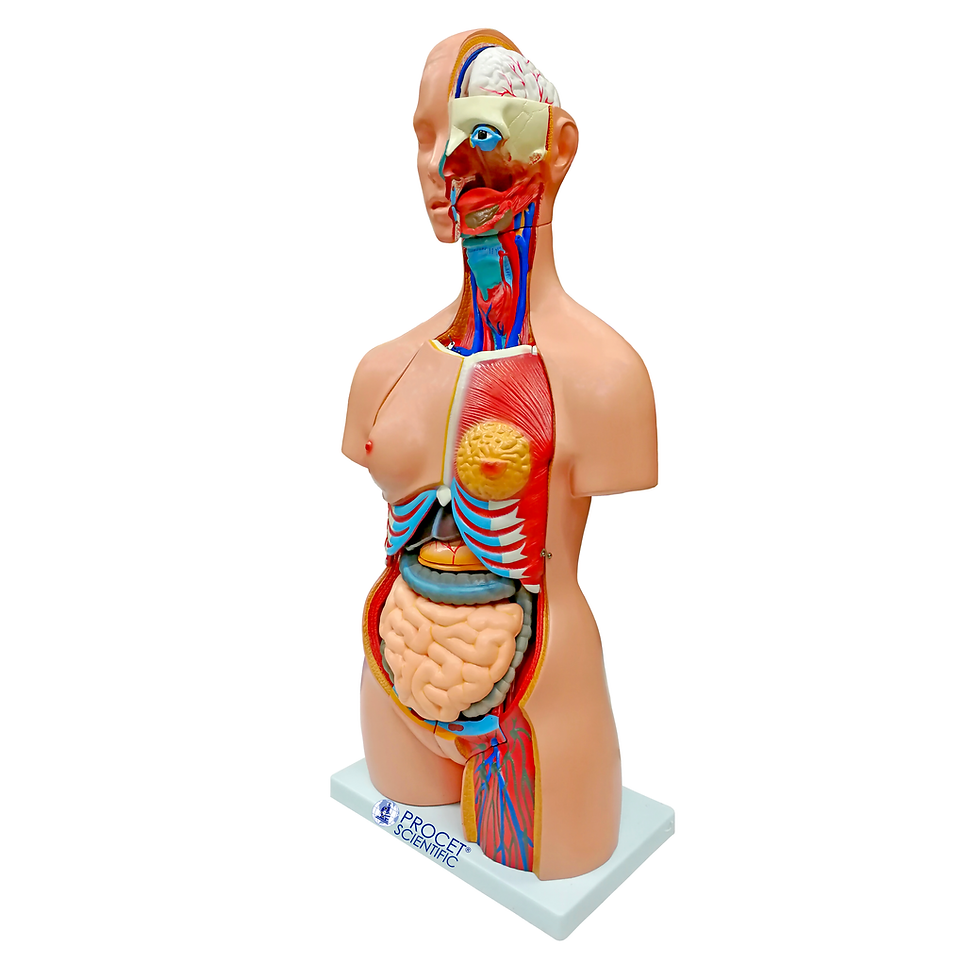 Miniatura: Torso Unisex de 85cm y 40 Piezas