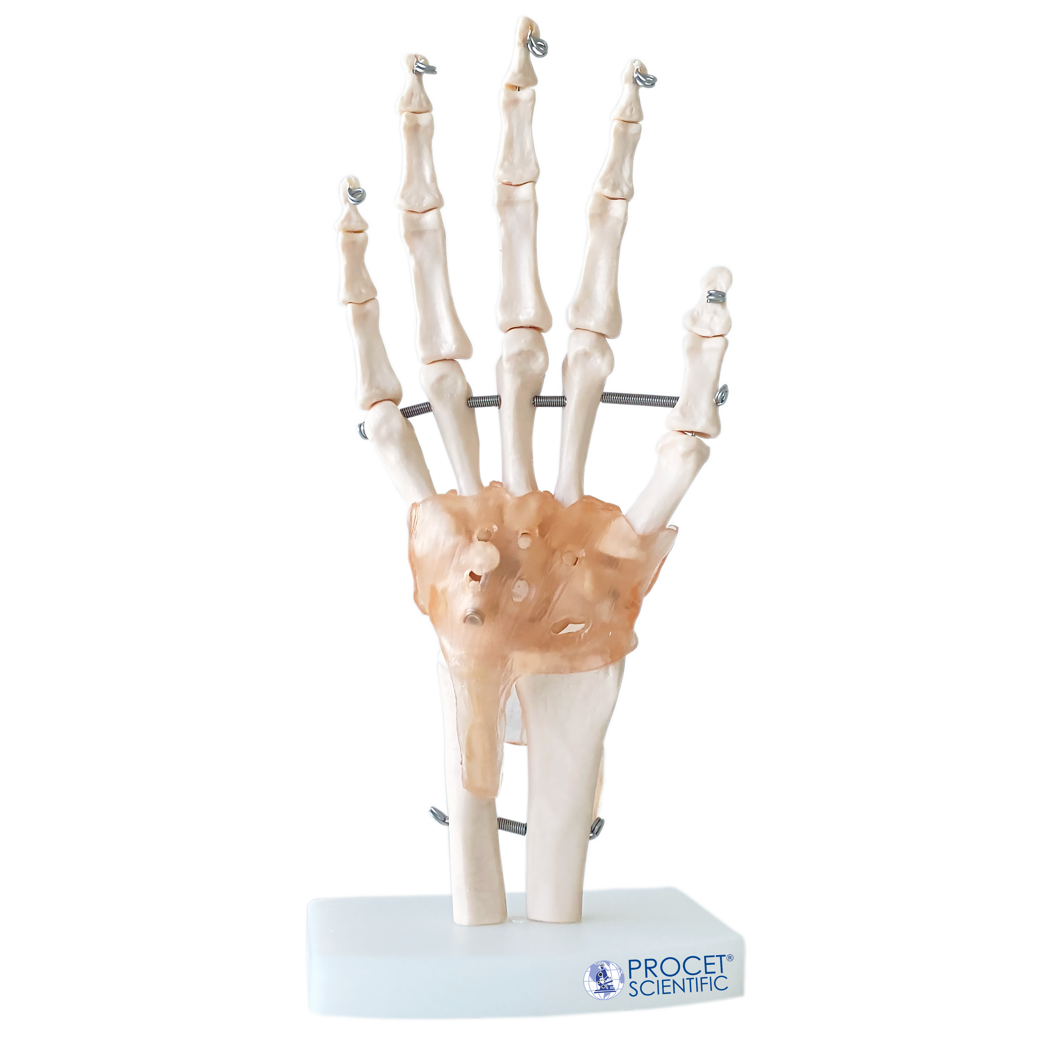 ARTICULACIÓN DE MANO TAMAÑO REAL CON LIGAMENTOS