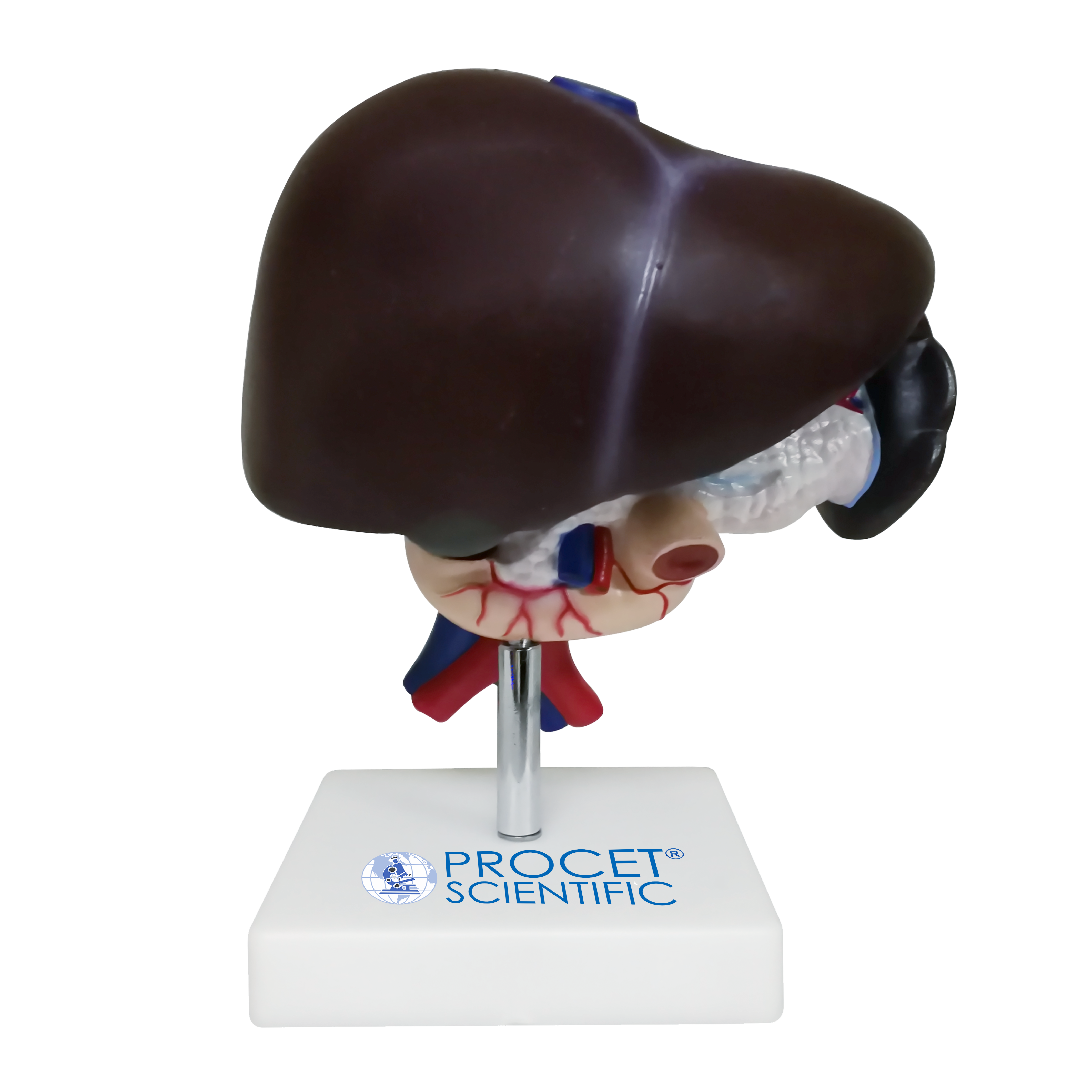 Hígado, Páncreas y Duodeno