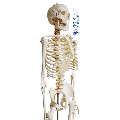 esqueleto humano png